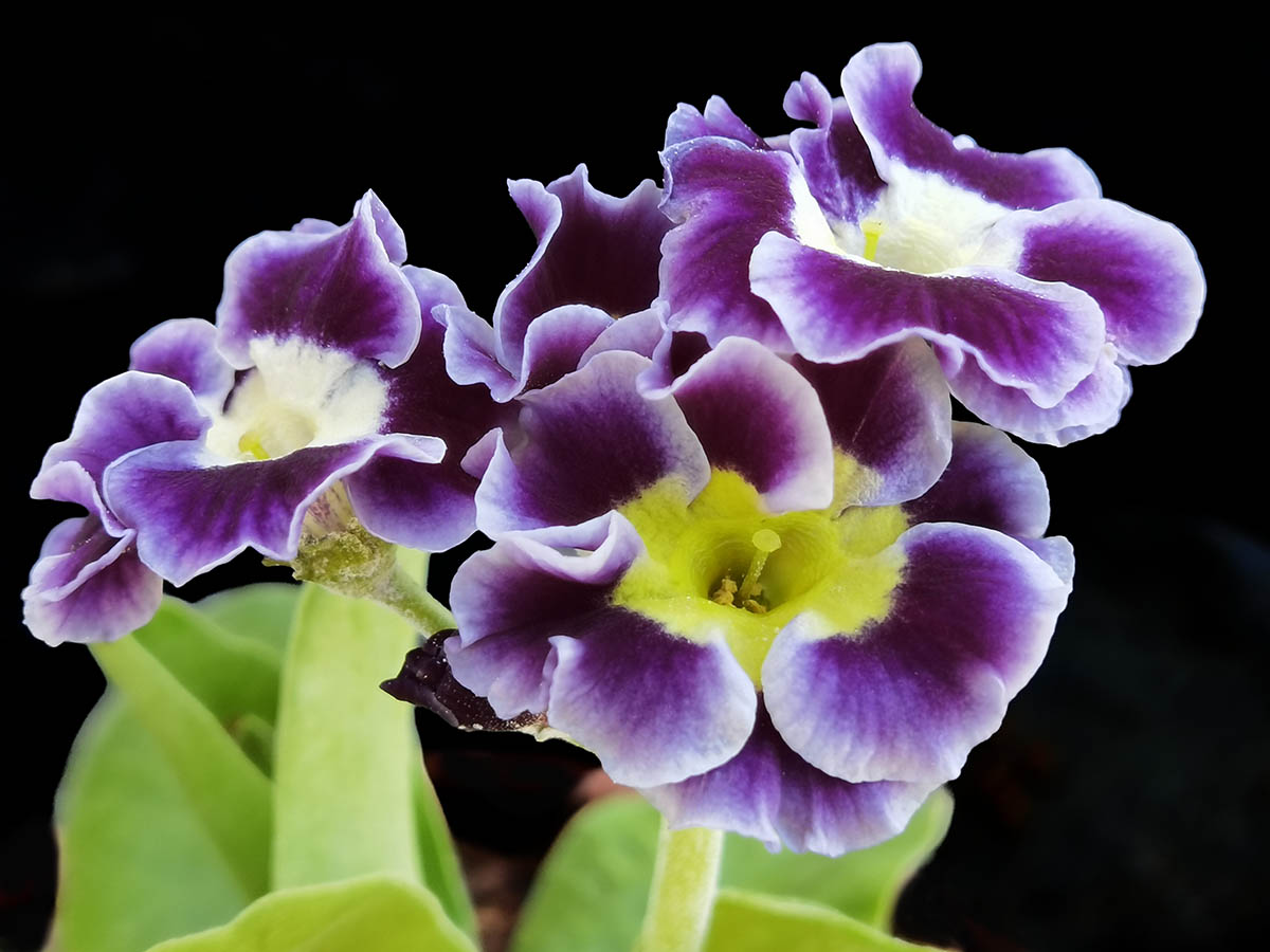 Primula x pubescens en fleurs sur des éboulis calcaires des Alpes
